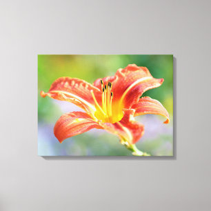 Beautiful Orange and Yellow Day Lily Flower Canvas Print