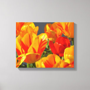 Beautiful Orange and Yellow Tulips Canvas Print