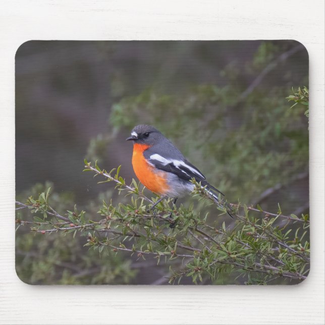 Beautiful Orange Breasted Flame Robin Mouse Mat (Front)