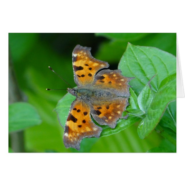 Beautiful orange butterfly (Front Horizontal)