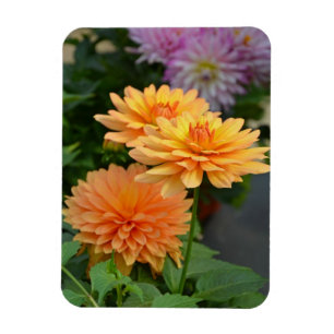 Beautiful orange dahlia flower fridge magnet