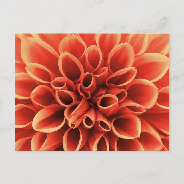 Beautiful Orange Dahlia Flower Postcard (Front)