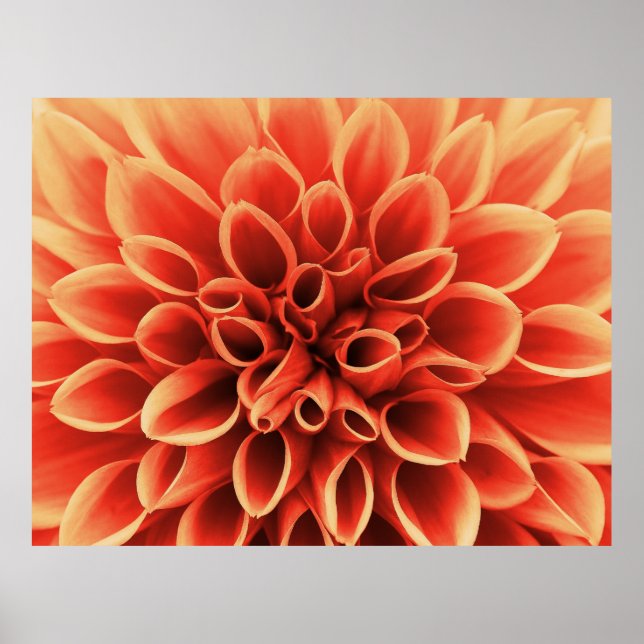 Beautiful Orange Dahlia Flower Poster (Front)