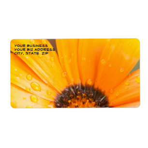 Beautiful Orange Daisy Half Close-Up Photograph