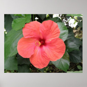Beautiful Orange Hibiscus Flower Poster