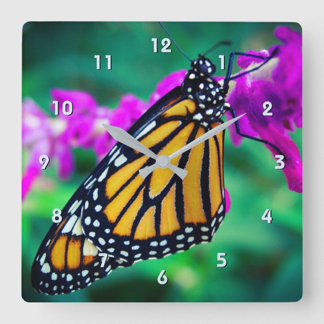 Beautiful orange monarch butterfly close-up photo square wall clock (Front)