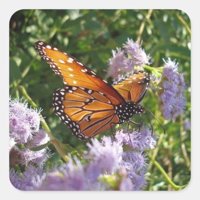 Beautiful Orange Monarch Butterfly Flower Photo Square Sticker (Front)