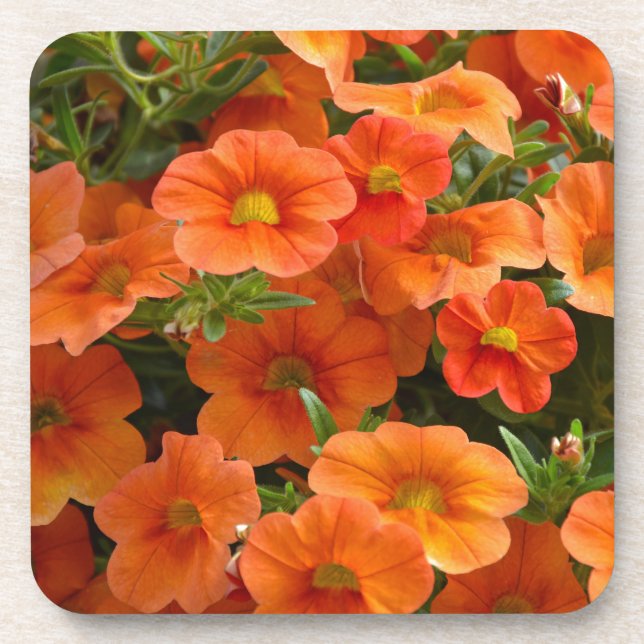 Beautiful orange petunia flowers coaster (Front)