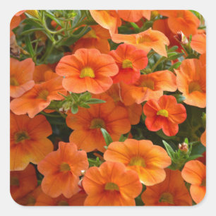 Beautiful orange petunia flowers square sticker