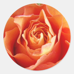 Beautiful Orange Rose Bloom Classic Round Sticker