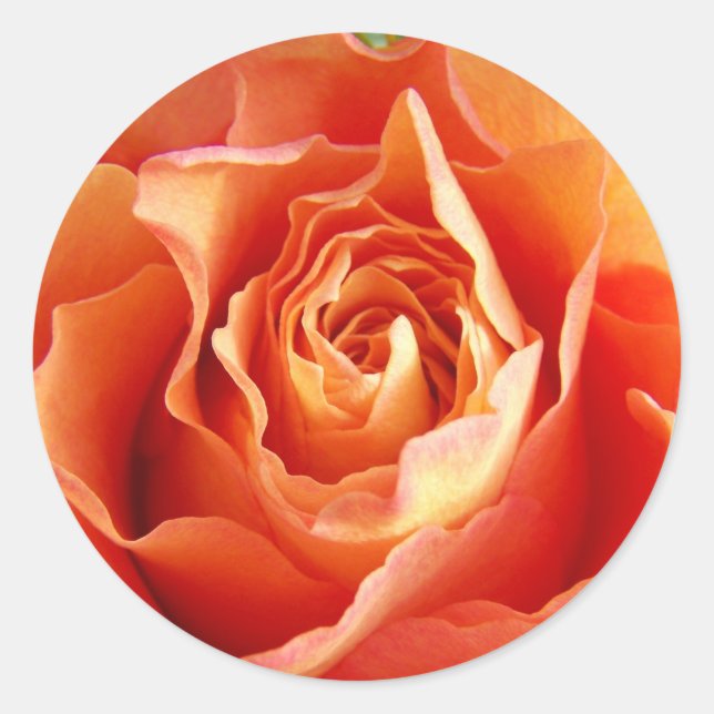 Beautiful Orange Rose Bloom Classic Round Sticker (Front)