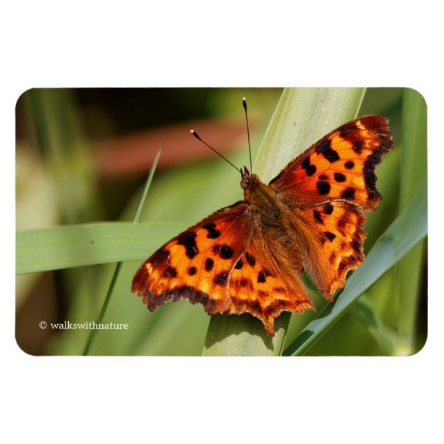 Beautiful Orange Satyr Comma Butterfly Magnet (Horizontal)