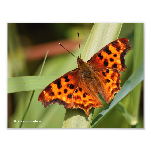 Beautiful Orange Satyr Comma Butterfly Photo Print (Front)