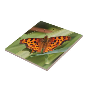 Beautiful Orange Satyr Comma Butterfly Tile