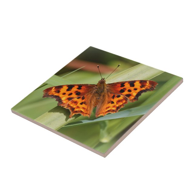 Beautiful Orange Satyr Comma Butterfly Tile (Side)