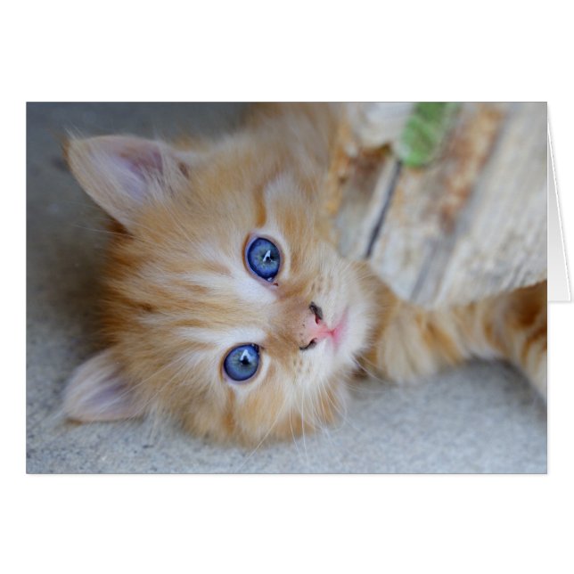 Beautiful Orange Tabby Kitten (Front Horizontal)