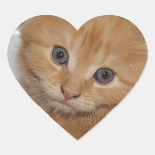 Beautiful Orange Tabby Kitten Heart Sticker