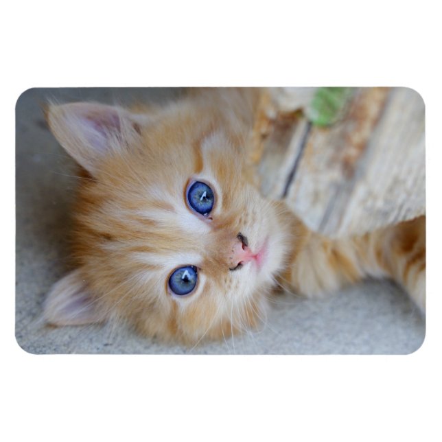 Beautiful Orange Tabby Kitten Magnet (Horizontal)