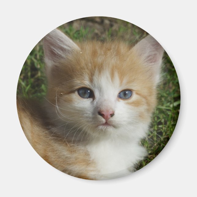 Beautiful Orange Tabby Kitten Magnet (Front)