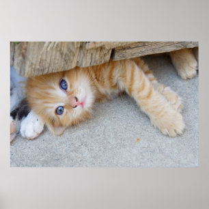 Beautiful Orange Tabby Kitten Poster