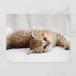 Beautiful orange tabby kitten with blue eyes postcard