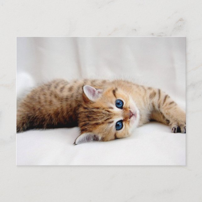 Beautiful orange tabby kitten with blue eyes postcard (Front)