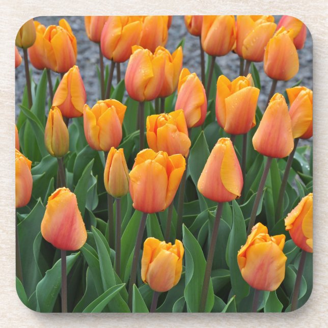 Beautiful orange tulips coaster (Front)
