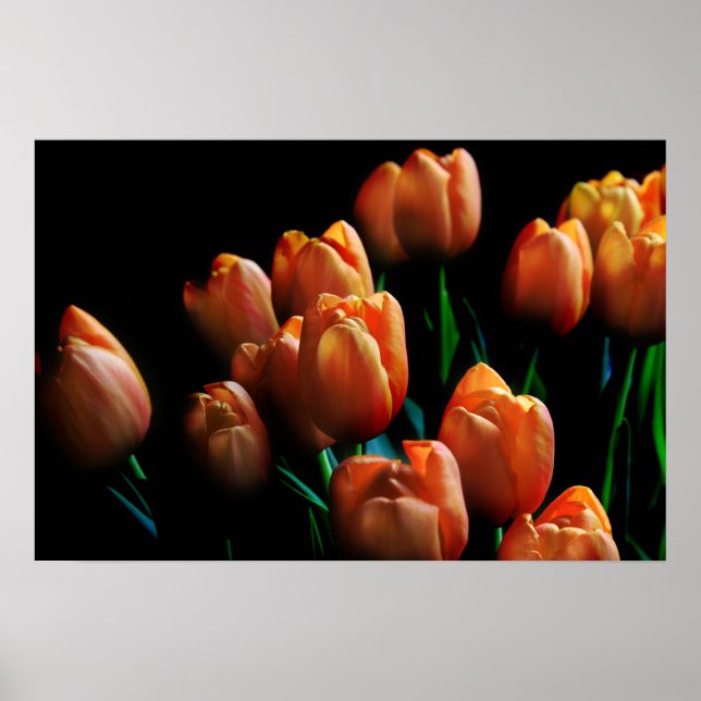 Beautiful Orange Tulips on Black Poster (Front)
