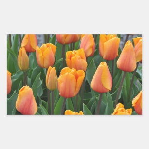 Beautiful orange tulips rectangular sticker