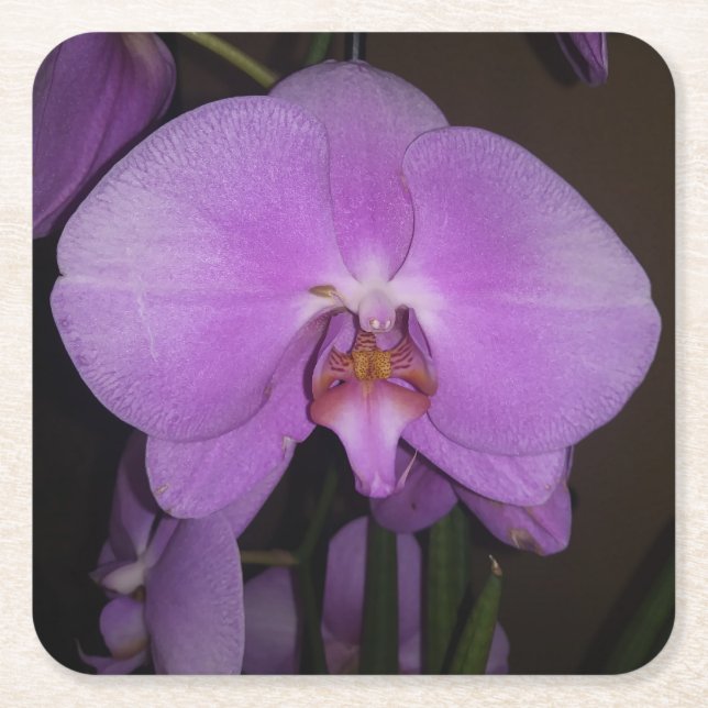 Beautiful Orchid Coaster (Front)
