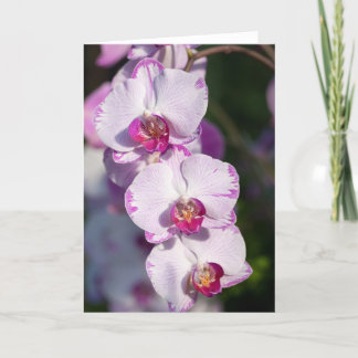 Beautiful Orchid Greeting Card