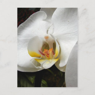 Beautiful Orchid Photographs Postcard