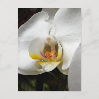 Beautiful Orchid Photographs Postcard