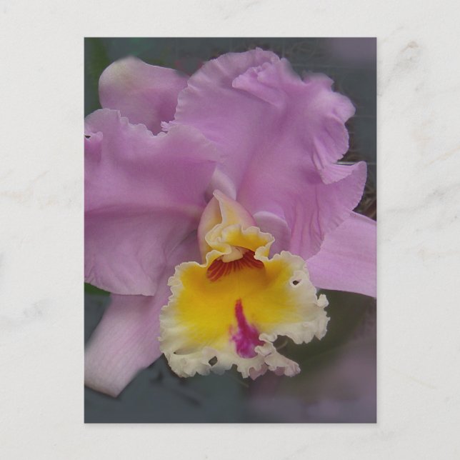 Beautiful Orchid Postcard (Front)