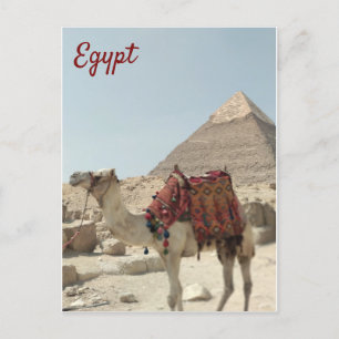Beautiful oriental, Pyramids Camel Egypt postcard
