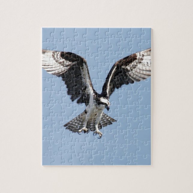 Beautiful Osprey bird Searching for prey Jigsaw Puzzle (Vertical)