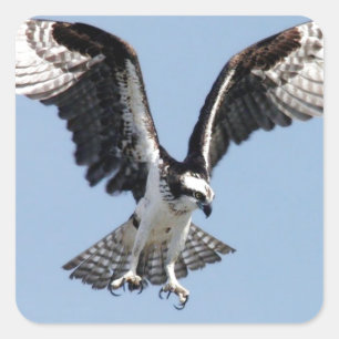 Beautiful Osprey bird Searching for prey Square Sticker
