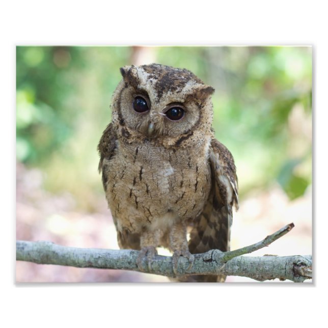 Beautiful Outdoor Wildlife Scenery Photo Print (Front)