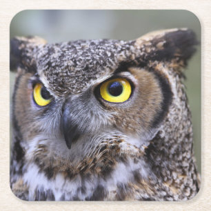 Beautiful Owl Coaster Set