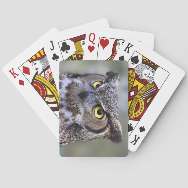 Beautiful Owl Deck of Playing Cards (Back)