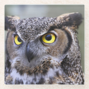 Beautiful Owl Glass Coaster