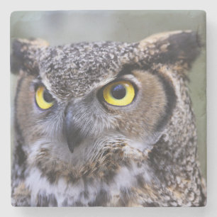 Beautiful Owl Stone Coaster