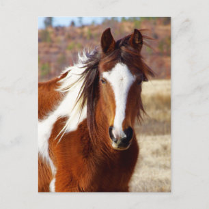 Beautiful Paint Horse Postcards
