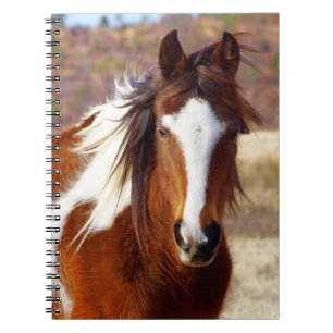 Beautiful Paint Horse Spiral Notebooks