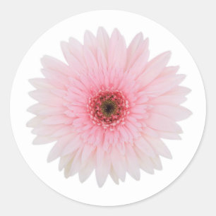 Beautiful Pale Pink Gerbera Daisy Flower Classic Round Sticker