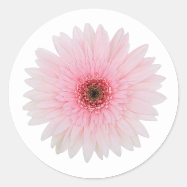 Beautiful Pale Pink Gerbera Daisy Flower Classic Round Sticker (Front)