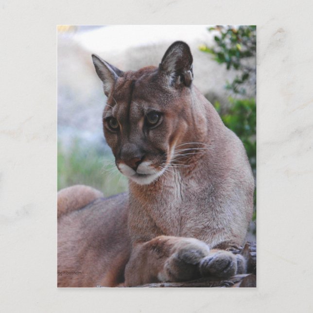 Beautiful Panther Postcard (Front)