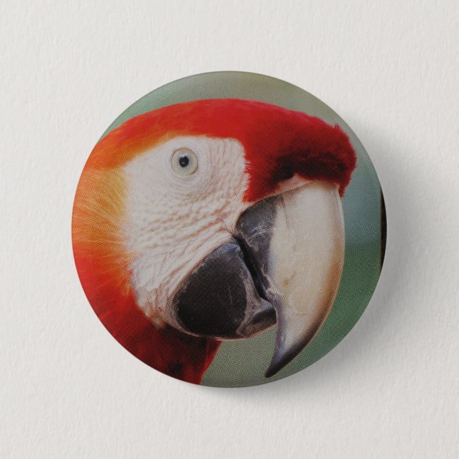 Beautiful Parrot Button (Front)