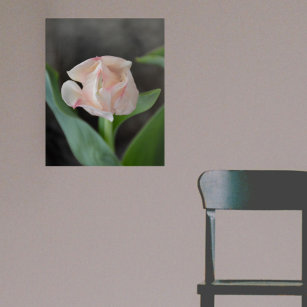 Beautiful Pastel Pink Tulip Floral Photographic Acrylic Print