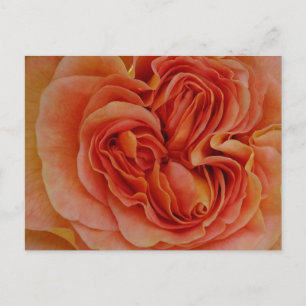 Beautiful Pastel Rose Close Up DIY Postcard